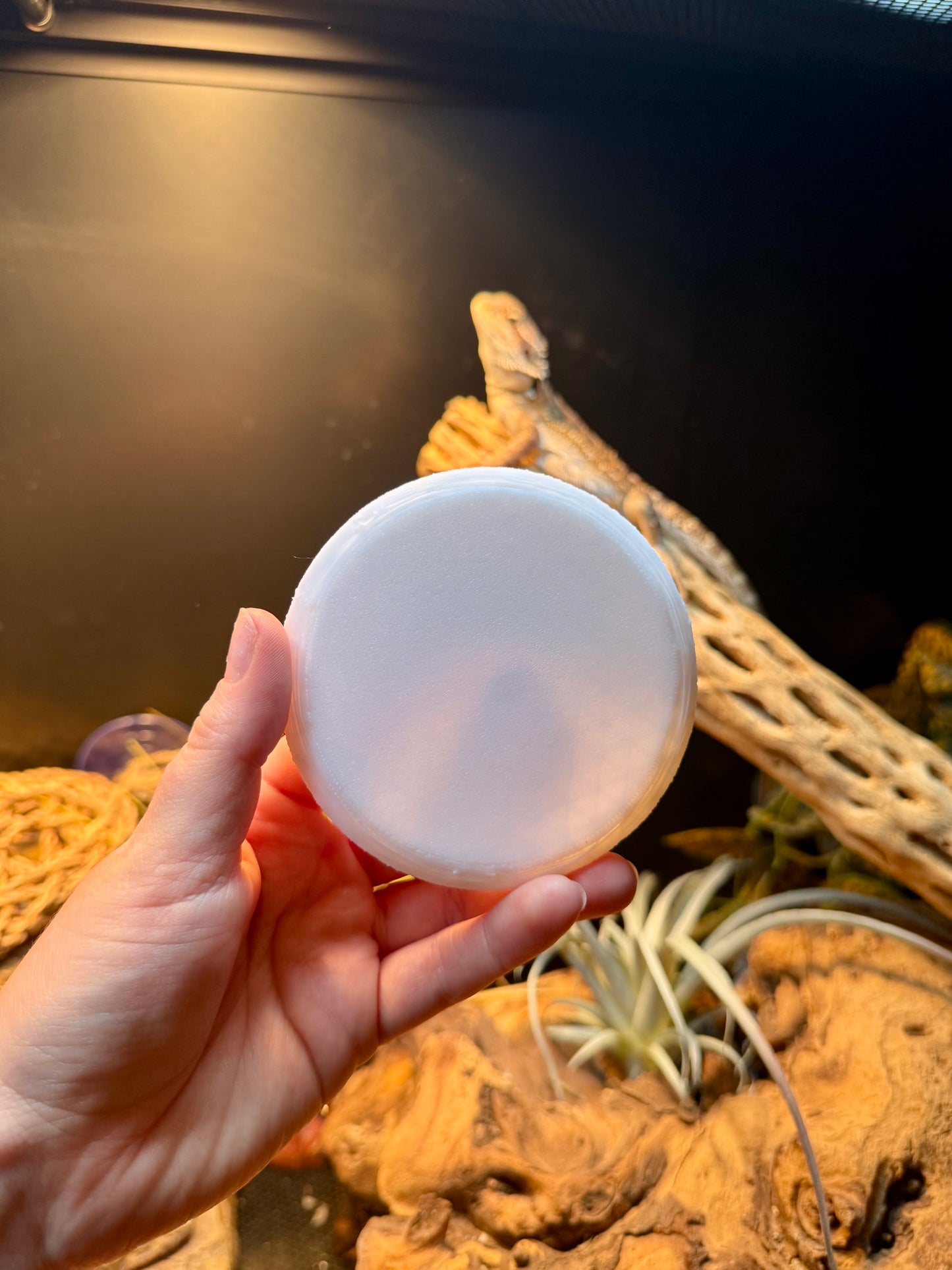 Personalized Reptile Dish — Bug Safe Design (Medium)