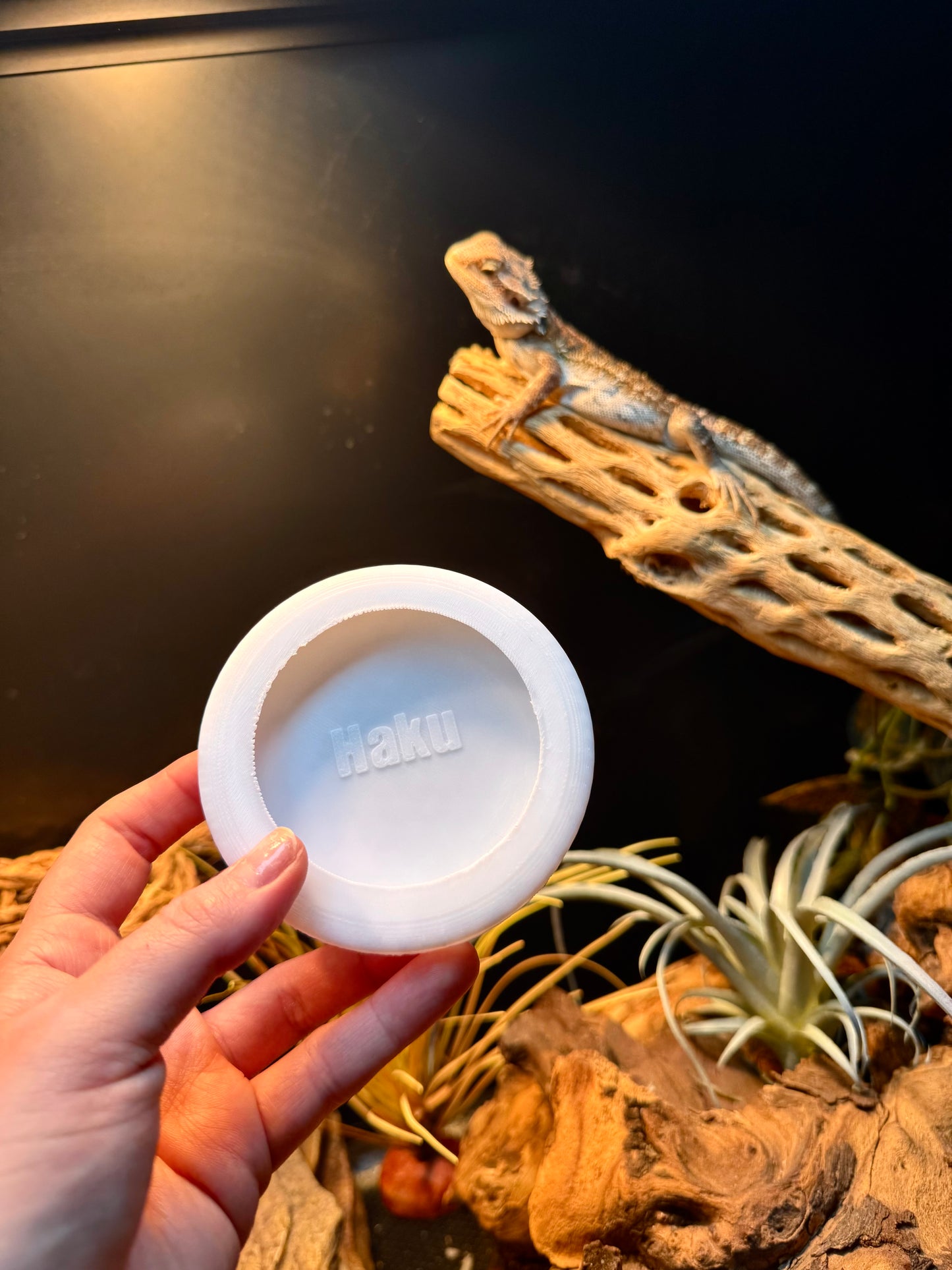 Personalized Reptile Dish — Bug Safe Design (Medium)