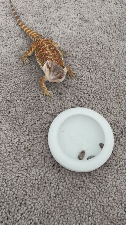 Personalized Reptile Dish — Bug Safe Design (Medium)
